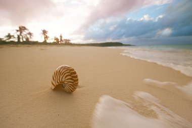 deniz dalgasında nautilus deniz kabuğu 