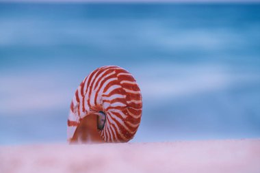 yumuşak gündoğumu ight dalgalar ile nautilus deniz kabuğu