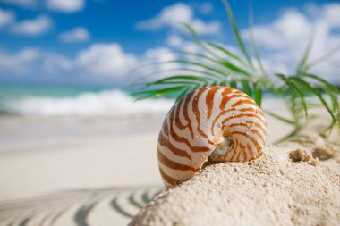 sıcak kum plajda nautilus deniz kabuğu