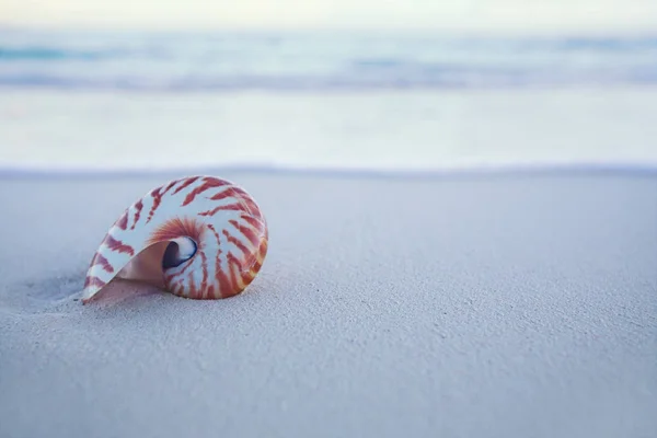 Nautilus sea shell  with waves in  soft sunrise ight — Stock Photo, Image