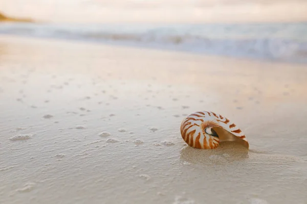 Nautilus Sea Shell w fali morskiej — Zdjęcie stockowe