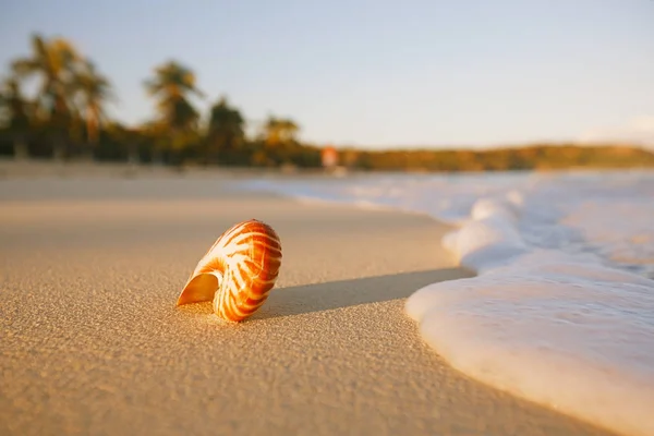 Nautilus cáscara de mar en ola de mar —  Fotos de Stock