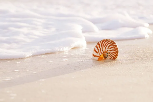 Concha do mar nautilus na onda do mar — Fotografia de Stock