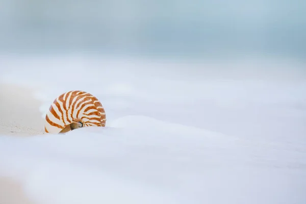 Nautilus cáscara de mar en ola de mar —  Fotos de Stock
