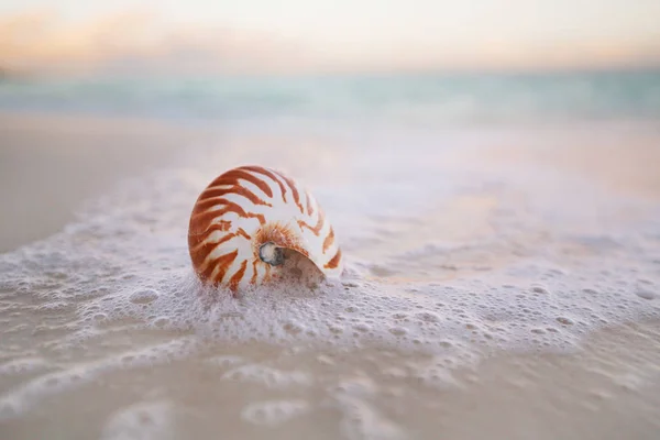 Nautilus Sea Shell w fali morskiej — Zdjęcie stockowe