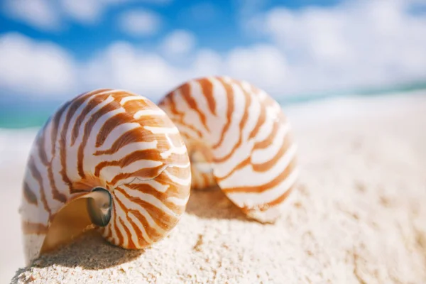 Θαλάσσιο κέλυφος του Ναυτίλο στην παραλία με καυτή άμμο — Φωτογραφία Αρχείου