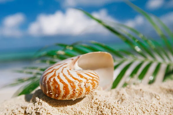 Nautilus Sea Shell na gorącej piaszczystej plaży — Zdjęcie stockowe