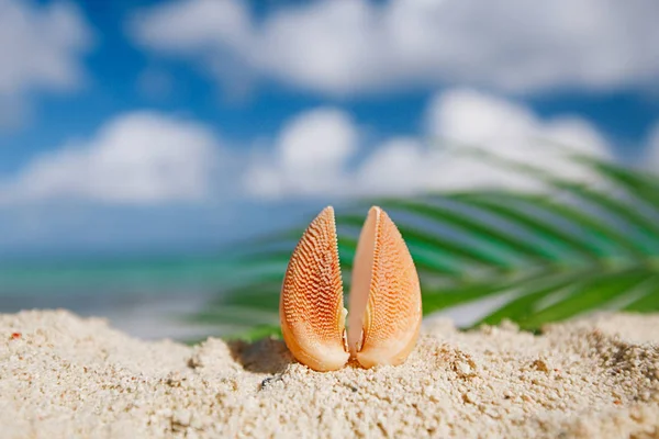 Tropical  sea shell on hot sand beach — Stock Photo, Image
