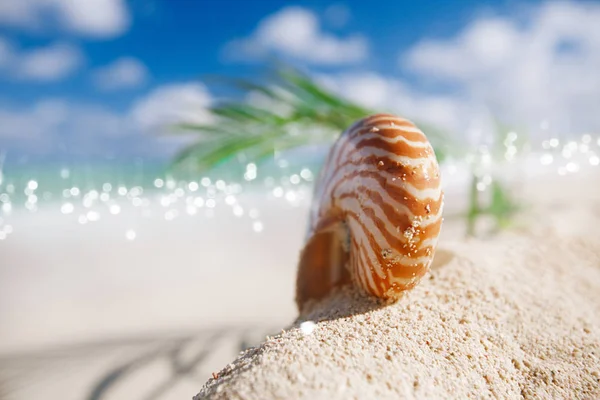 熱い砂浜のノーチラス海殻 — ストック写真