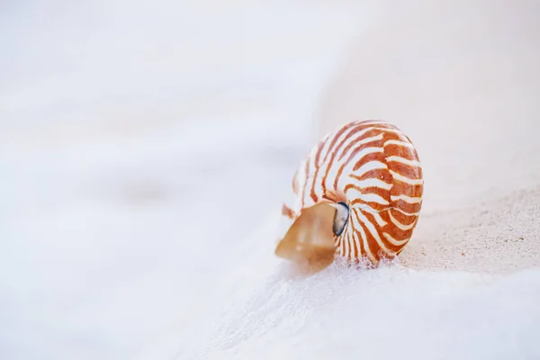 Nautilus Sea Shell w fali morskiej — Zdjęcie stockowe