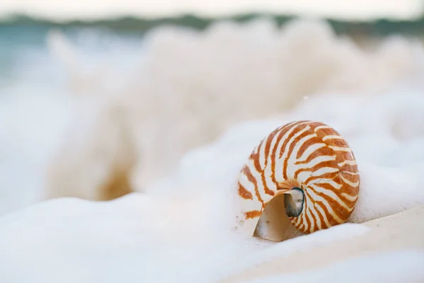 Nautilus sea shell in sea wave — Stock Photo, Image