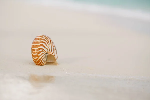 Nice and shine sea shell on  beach with perfect seascape — Stock Photo, Image