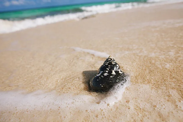 Conchiglie nere caraibiche sulla spiaggia — Foto Stock