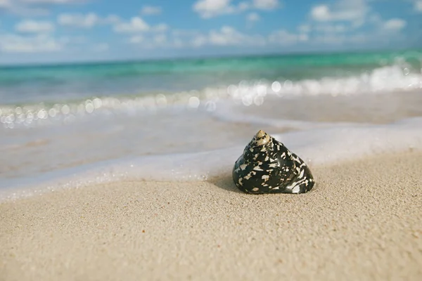 Conchiglie nere caraibiche sulla spiaggia — Foto Stock