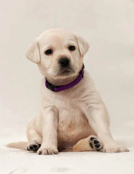 Cachorrinho Labrador Mês — Fotografia de Stock