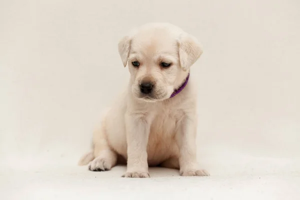 Cachorrinho Labrador Mês — Fotografia de Stock