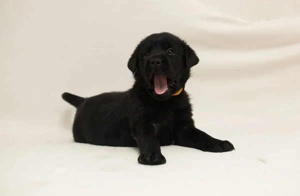 Cachorrinho Labrador Mês — Fotografia de Stock