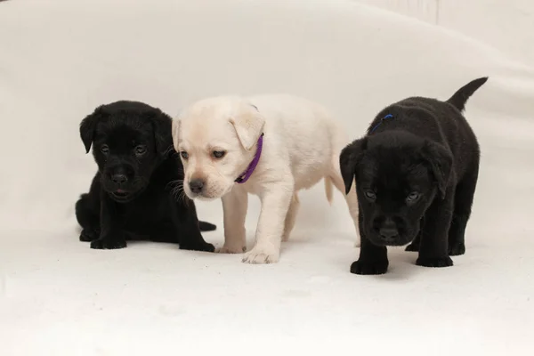 Labrador yavru, bir ay.