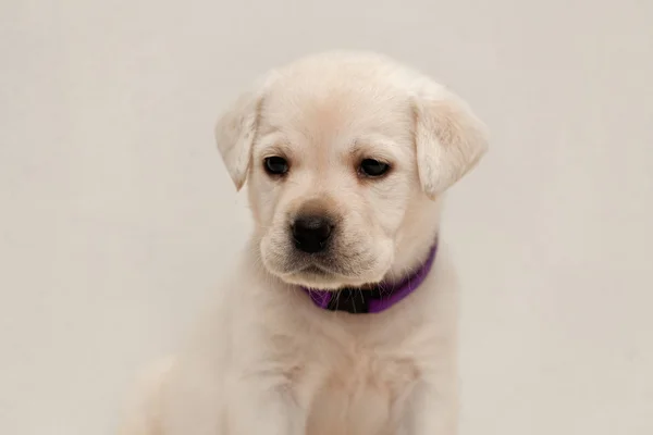 Cachorrinho Labrador Mês — Fotografia de Stock