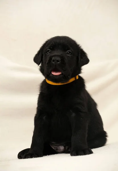 Cachorrinho Labrador Mês — Fotografia de Stock