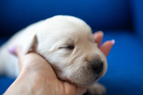 Labrador Puppy Babies Two Weeks — Stock Photo, Image