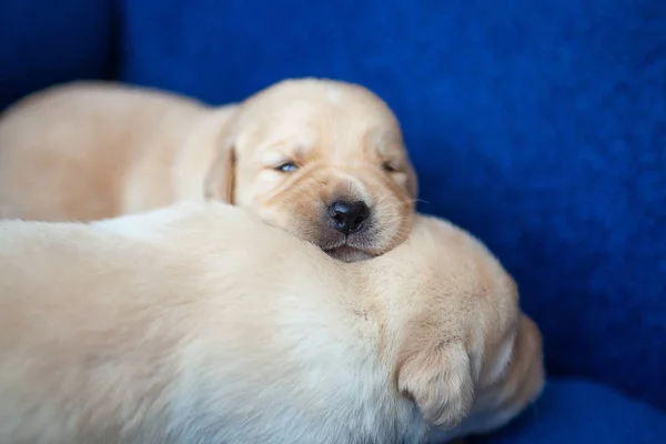 Filhote Cachorro Labrador Bebês Duas Semanas — Fotografia de Stock