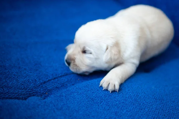 Filhote Cachorro Labrador Bebês Duas Semanas — Fotografia de Stock