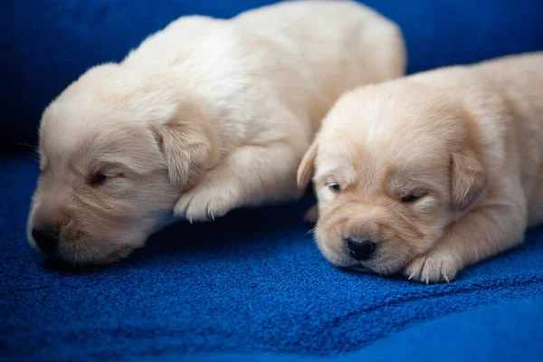 Labrador Puppy Babies Two Weeks Stock Picture