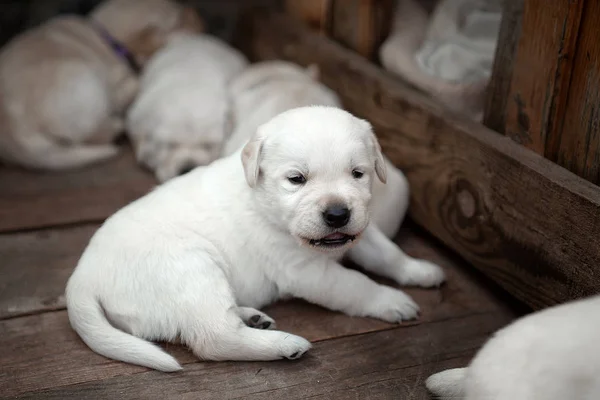 Três Cachorros Pequenos Raça Labrador Branco — Fotografia de Stock