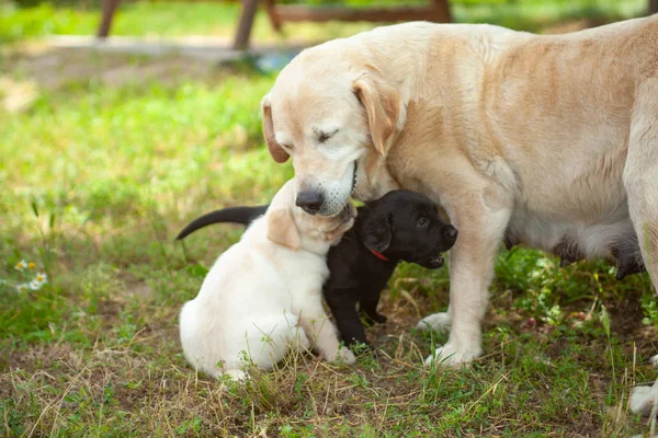 Cachorrinhos Pequenos Labrador Raça Nobre — Fotografia de Stock