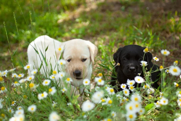 Cachorrinhos Pequenos Labrador Raça Nobre — Fotografia de Stock