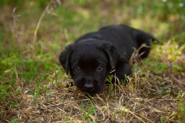 Kleine Welpen Labrador Der Edlen Rasse — Stockfoto