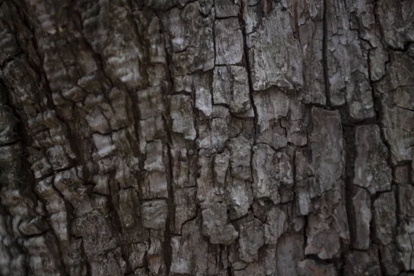 Tree Bark Background — Stock Photo, Image