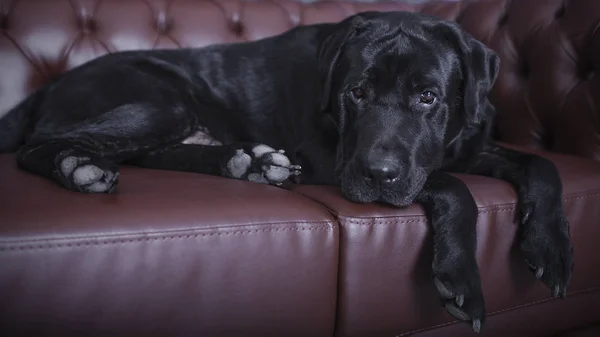 Stüdyoda siyah, yetişkin bir adam var.