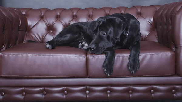 Stüdyoda siyah, yetişkin bir adam var.