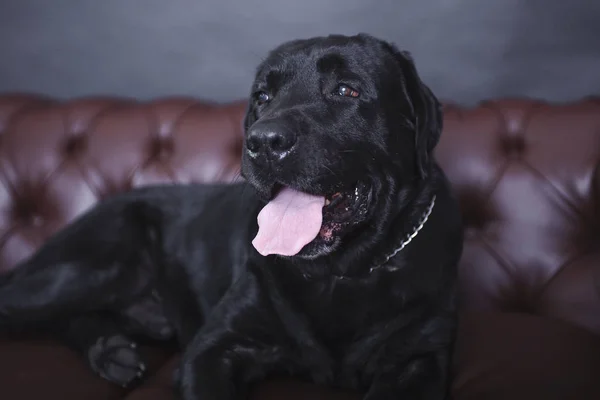 Stüdyoda siyah, yetişkin bir adam var.