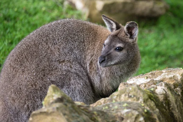 Orman Kanguru Yaban Hayatı Diprotodontia Macropoidae Bir Çantada Yound Joey — Stok fotoğraf