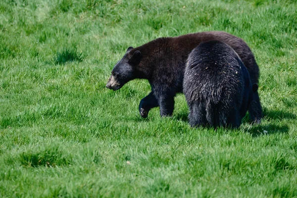 Amerikansk Svartbjörn Ursus Americanus Lummig Skogslandskap Inställning — Stockfoto