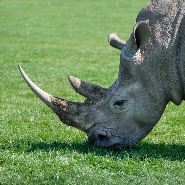 Hermoso Retrato Cerca Del Rinoceronte Blanco Del Sur Rhino —  Fotos de Stock