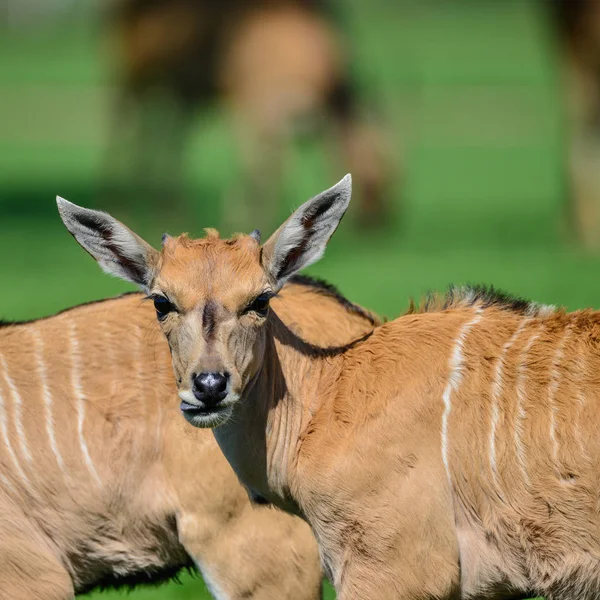 Young Eland Antelope Animal Taurotragus Oryx Summer — Stock Photo, Image