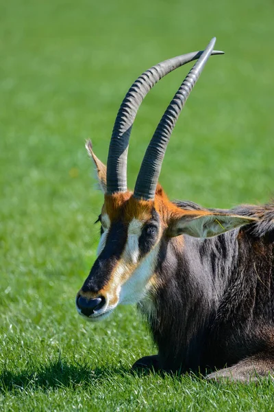 Hermoso Sable Antelope Hippotragus Niger Verano —  Fotos de Stock