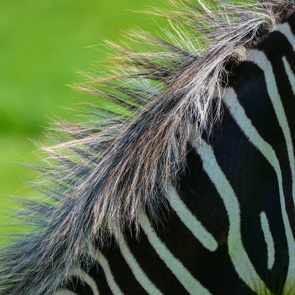 Gyönyörű Hangulatos Közelről Chapman Zebra Equus Quagga Chapmani Mane Részlete — Stock Fotó