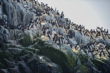 Güzel ortak Guillemot veya parlak bahar gününde cliff yüzündeki Mure