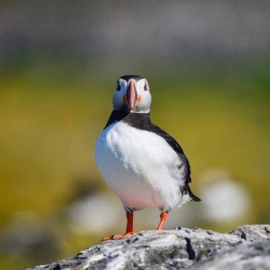 Güzel Atlantik mesajlaştığı veya Comon Puffin Fratercula Arctica parlak bahar gününde Northumberland İngiltere'de