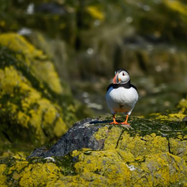 Güzel Atlantik mesajlaştığı veya Comon Puffin Fratercula Arctica parlak bahar gününde Northumberland İngiltere'de