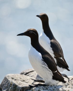 Güzel ortak Guillemot veya parlak bahar gününde cliff yüzündeki Mure