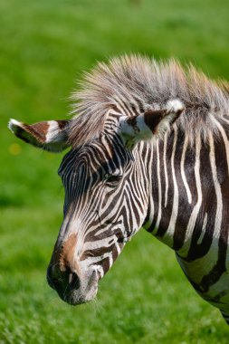 Chapman'ın Zebra Equus Quagga Chapmani portresi güzel samimi yakından