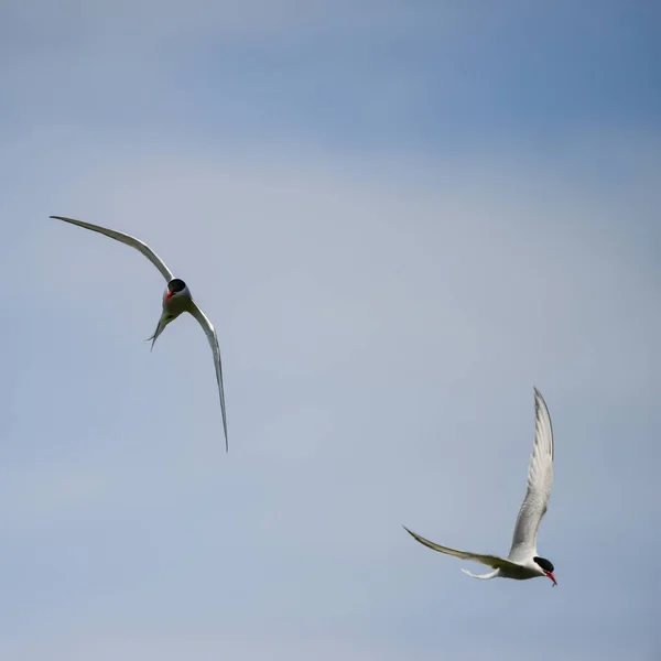 Schöne Arktische Seeschwalbe Sterna Paradisaea Flug Blauem Himmel — Stockfoto