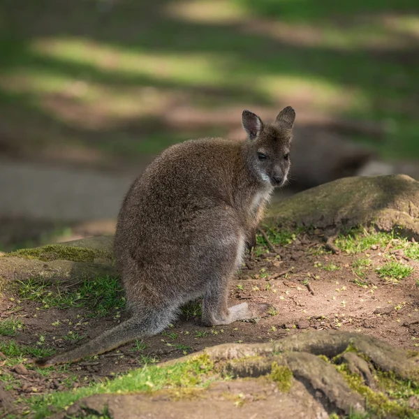 Orman Kanguru Yaban Hayatı Diprotodontia Macropoidae Bir Çantada Yound Joey — Stok fotoğraf