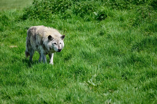 Beautiful grey Timber Wolf Cnis Lupus stalking and eating in forest clearing landscape setting